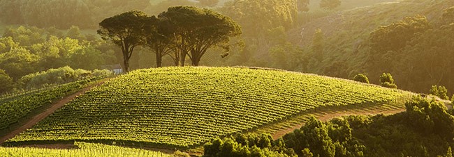 Vineyard in Stellenbosch, South Africa