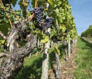 Old pinot noir grapes with rough bark in a vineyard